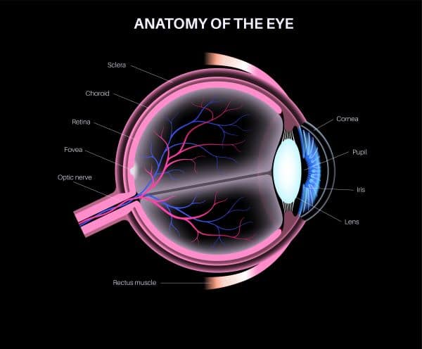Anatomia do olho humano