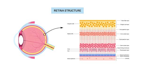 Vetor: estrutura da retina.