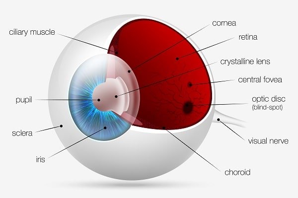 Estrutura do globo ocular - vetor.
