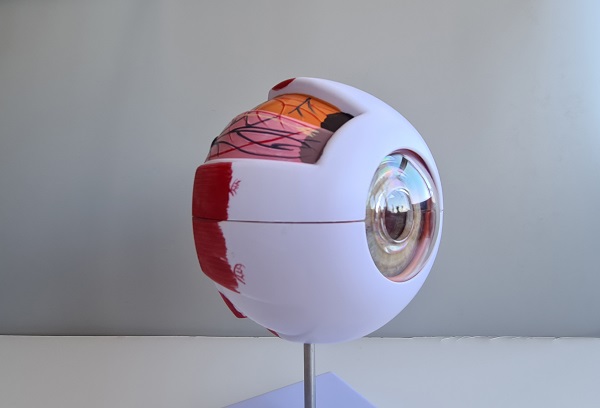 Modelo anatômico do globo ocular destinado a estudo.