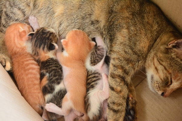 Gatinha malhada dorme, deitada na caminha, enquanto 4 filhotinhos estão mamando.
Gatos são transmissores da toxoplasmose.