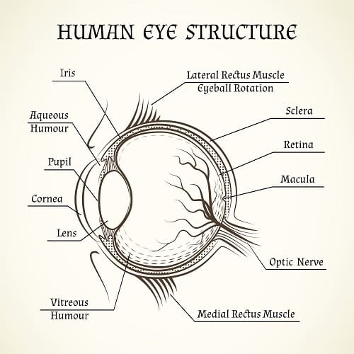 Estrutura do globo ocular. À direita, vê-se a retina e a mácula - área prejudicada pela degeneração macular.